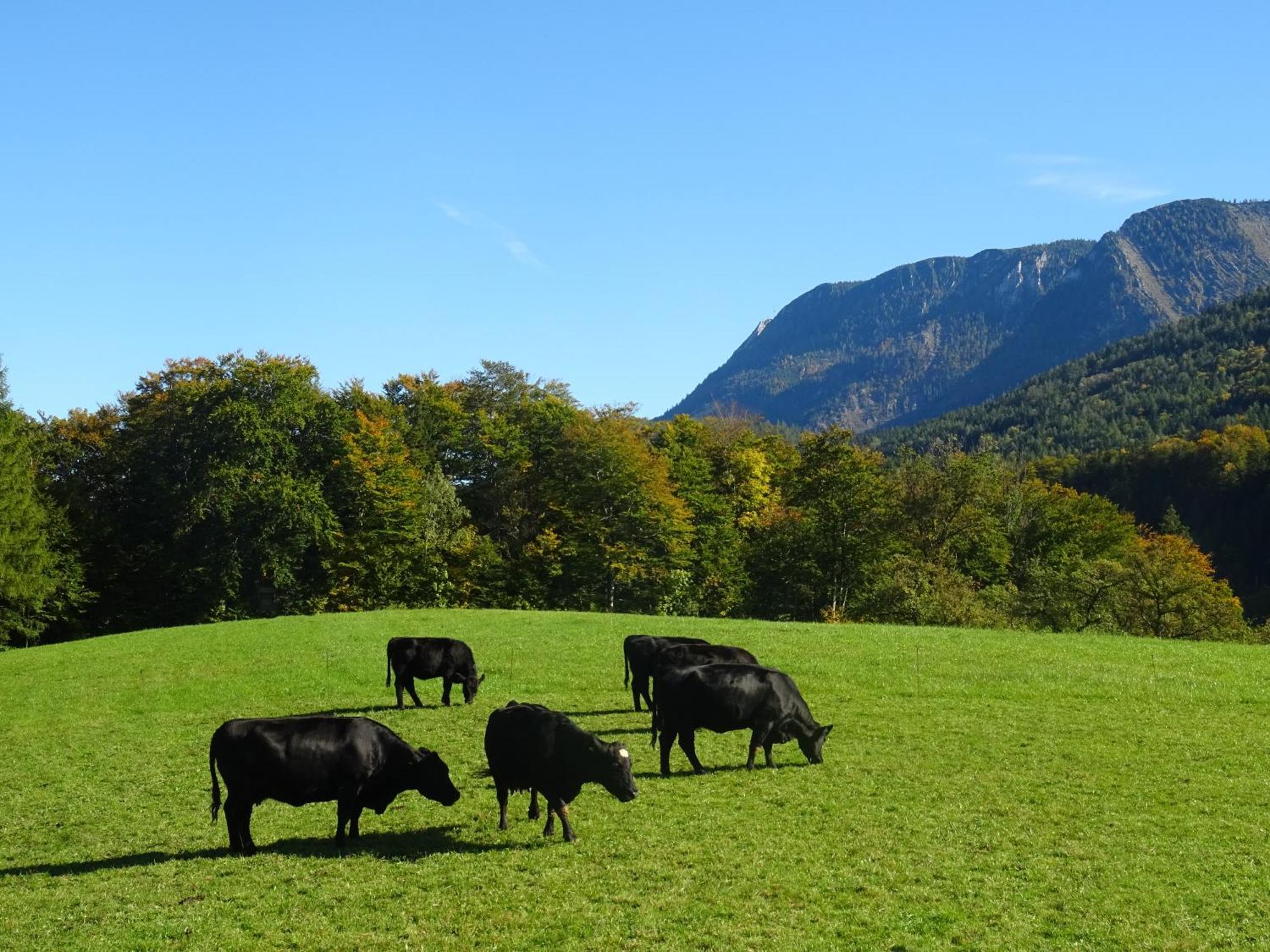 Bio Bauernhof Eggerhof Villa Strobl Kültér fotó